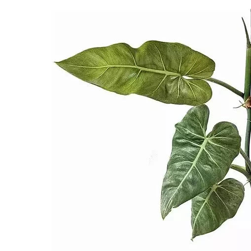 Philodendron Maximum- Rare