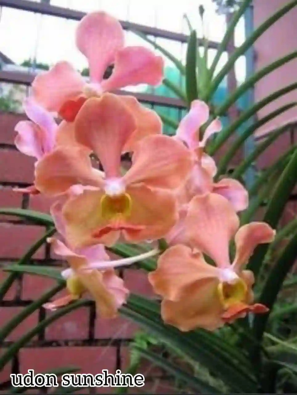 Semi Terete Vanda Matured plant (Udon sunshine)