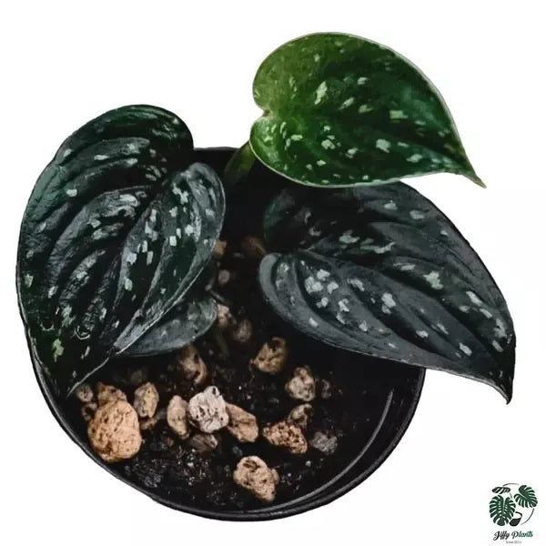 Scindapsus Dark Argyraeus - Super Rare