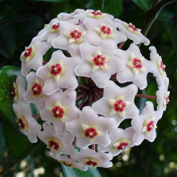 Hoya Australis - White