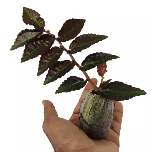 Pellionia repens (Dark Form)