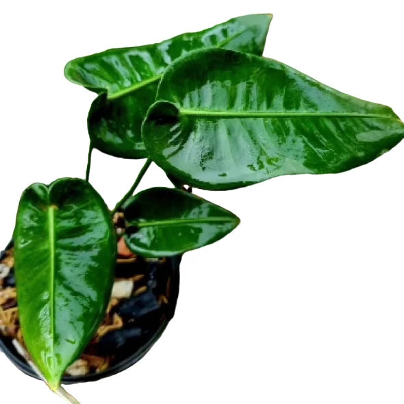 Anthurium Timplowmanii- Rare