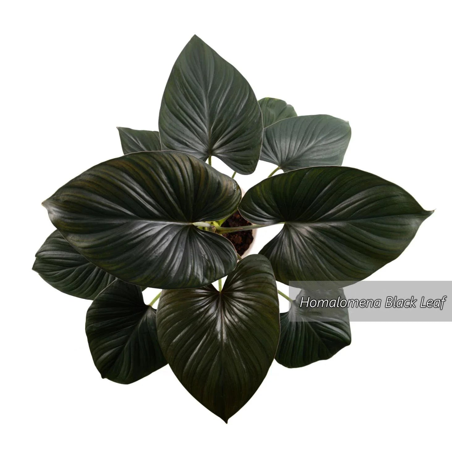 Homalomena Emerald, Black leaf -Rare Plant