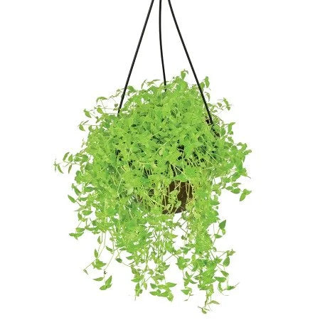 hanging plants turtle vine Turtle Vine