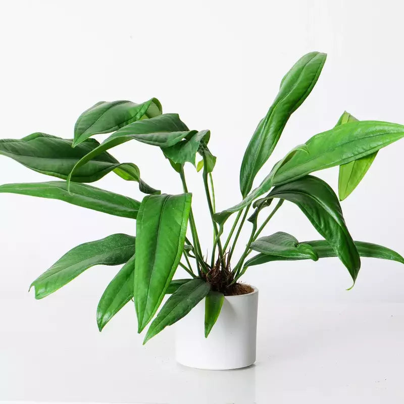 Anthurium Bakeri- Rare