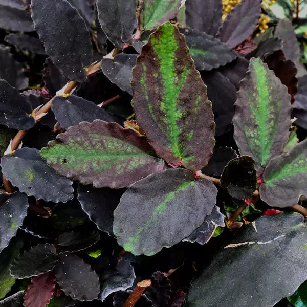 Pellionia repens (Dark Form)