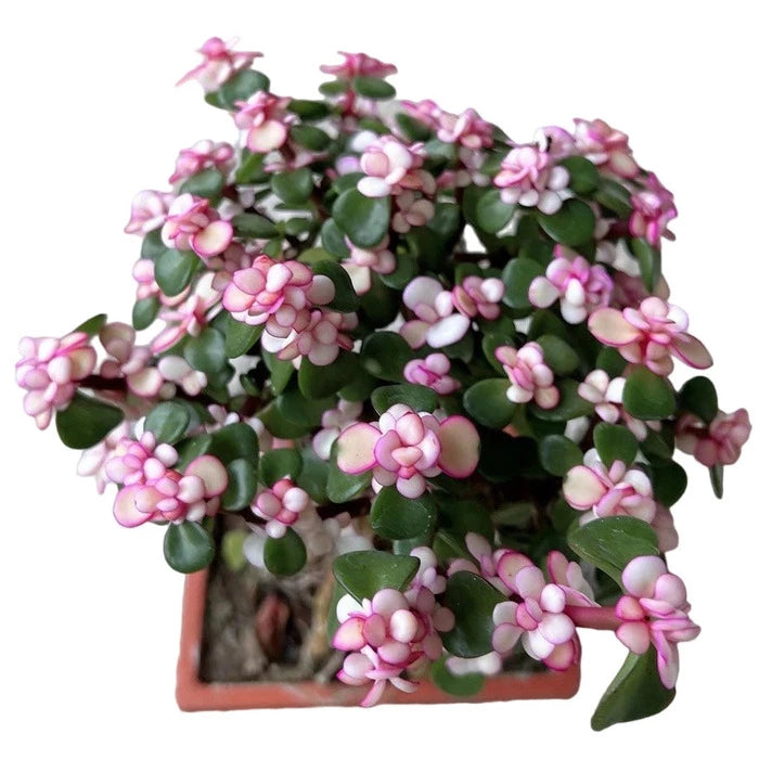 Pink Jade Bonsai - Rare