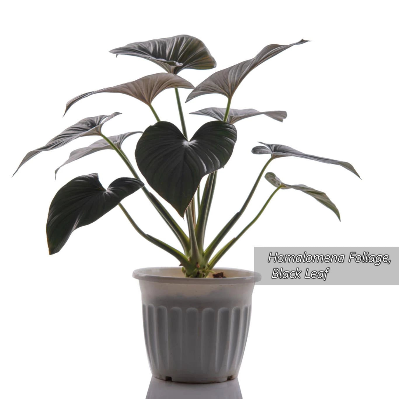 Homalomena Emerald, Black leaf -Rare Plant