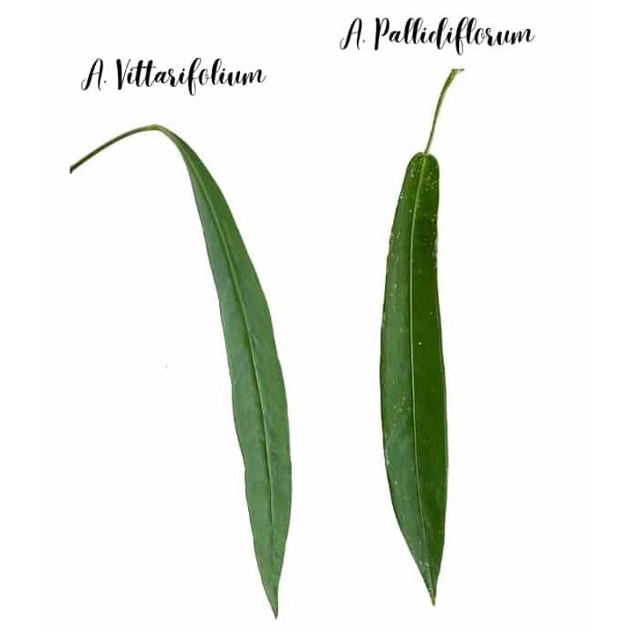 Anthurium Pallidiflorum - Rare