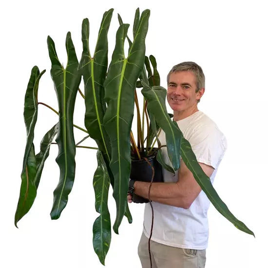 Philodendron Spiritus-Sancti- Rare Plant