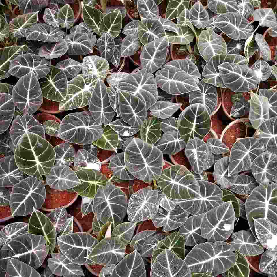 Alocasia Black Velvet - Rare