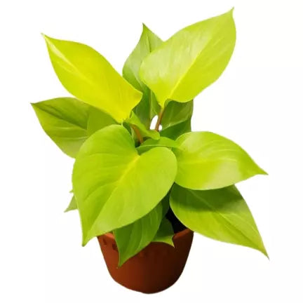 Homalomena Rubescens 'Golden'