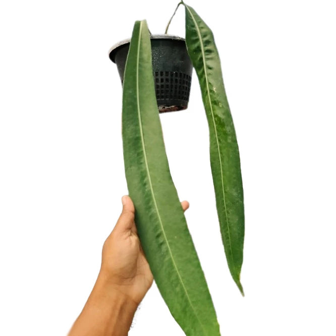 Anthurium Pallidiflorum - Rare