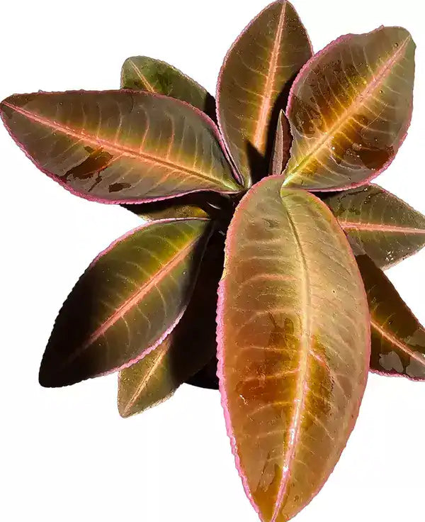 Labisia Pink Emblemantha Urnulata - Super Rare