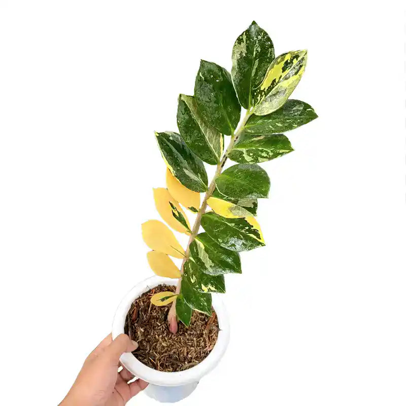 ZZ Plant Yellow Variegated - Rare