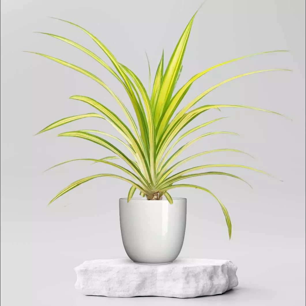 Pandanus Variegated (Golden) - Plant
