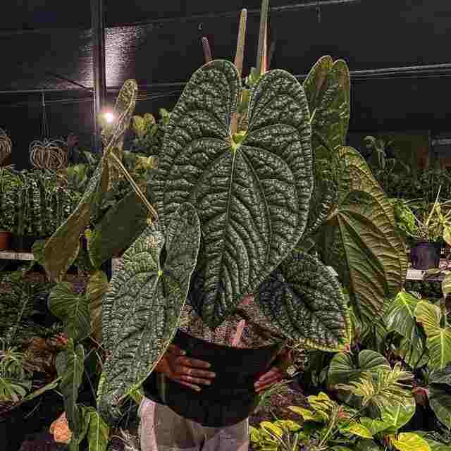 Anthurium Luxurians - Rare Plant