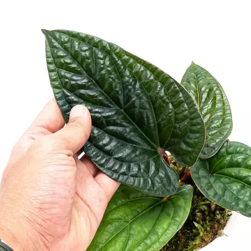 Anthurium Radicans - Rare Plant