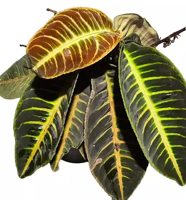 Labisia Sp. Riau 'Fishbone' - Rare