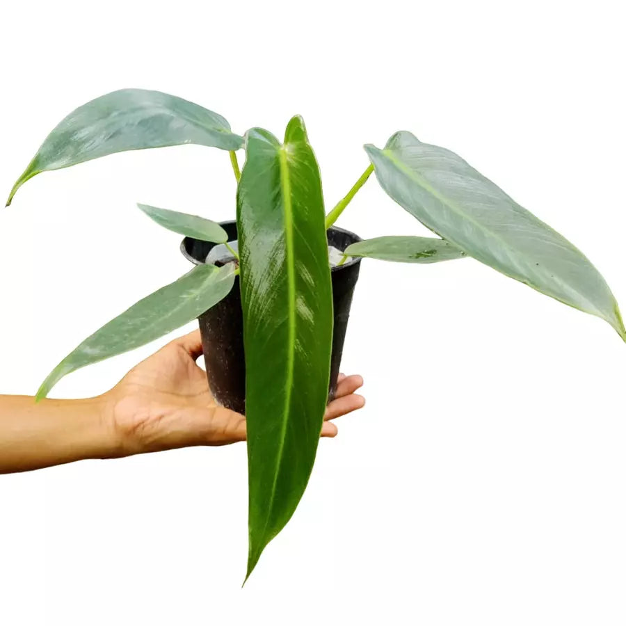 Philodendron Spiritus-Sancti- Rare Plant - BIG