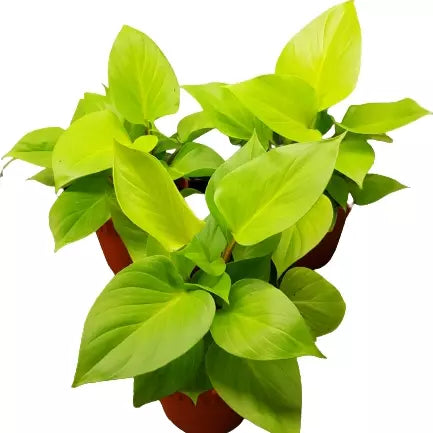 Homalomena Rubescens 'Golden'