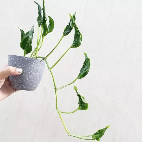 Sleeping Pothos, Epipremnum Aureum - Rare