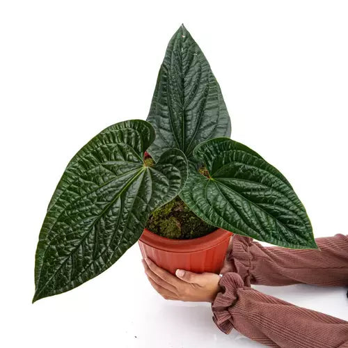 Anthurium Radicans - Rare Plant