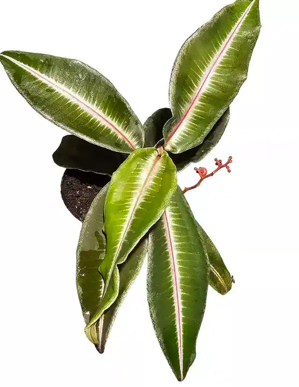 Labisia pumila, Rare primulaceae - Rare
