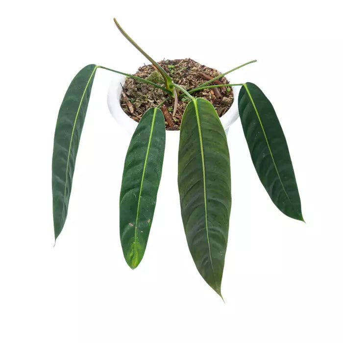 PHILODENDRON PATRICIAE- Rare Plant