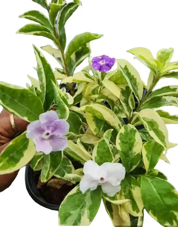 Brunfelsia Latifolia Compacta Variegated | Variegated Yesterday Today and Tomorrow, Sunday Monday - Rare