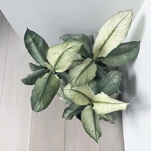 Peacelilly Jessica | SPATHIPHYLLUM SENSATION VARIEGATA