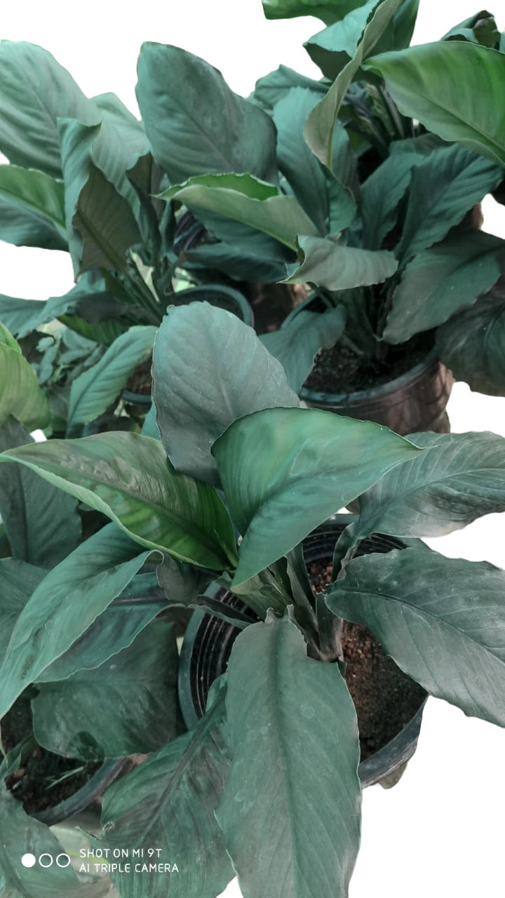 Bongo Bongo Peace Lily | Peace Lily Black - Rare