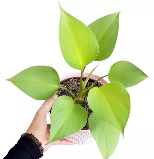Homalomena Rubescens 'Golden'