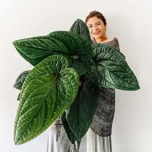 Anthurium Radicans - Rare Plant