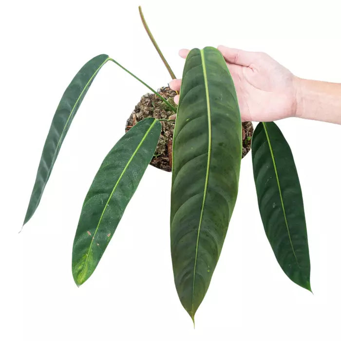 PHILODENDRON PATRICIAE- Rare Plant