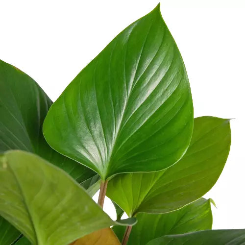 Homalomena Emerald Gem