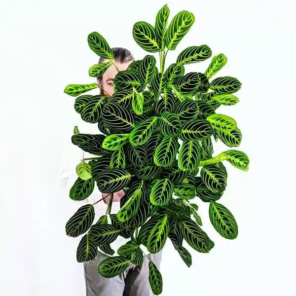 Maranta Lemon Lime - Rare