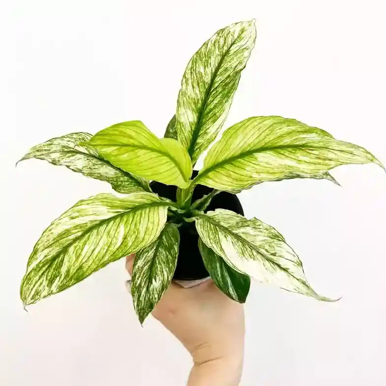 Peacelilly Jessica | SPATHIPHYLLUM SENSATION VARIEGATA