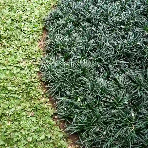 Dwarf Mondo Grass