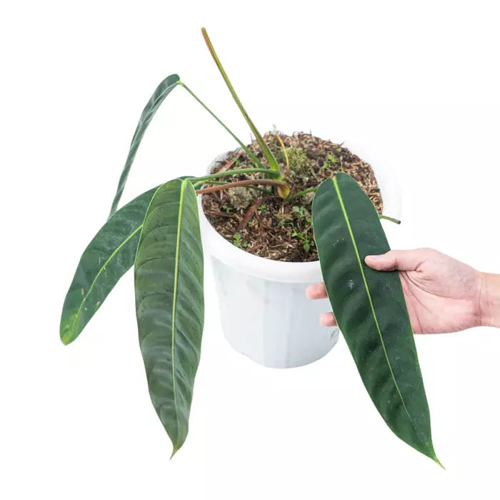 PHILODENDRON PATRICIAE- Rare Plant