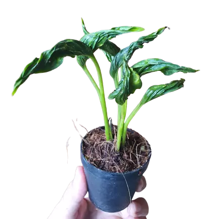 Sleeping Pothos, Epipremnum Aureum - Rare