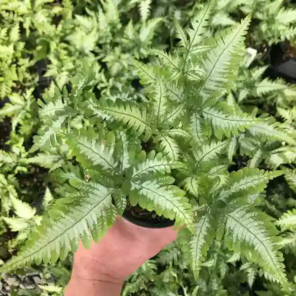 Pteris argyraea – Silver Brake Fern - Super Rare