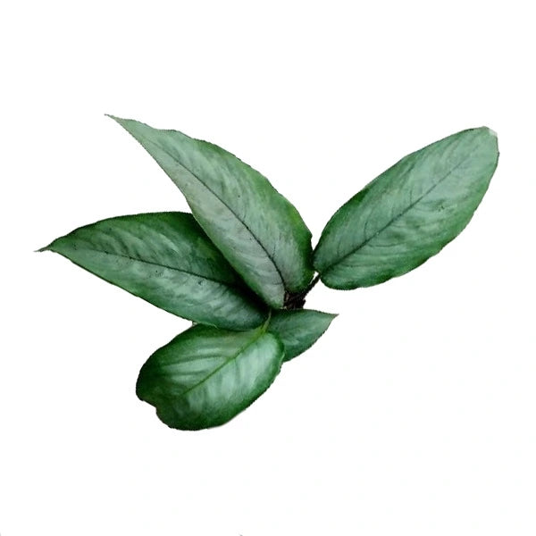 Borneo Silver Schismatoglottis - Rare