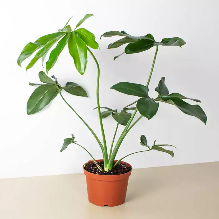 Philodendron Goeldii (Thaumatophyllum spruceanum)