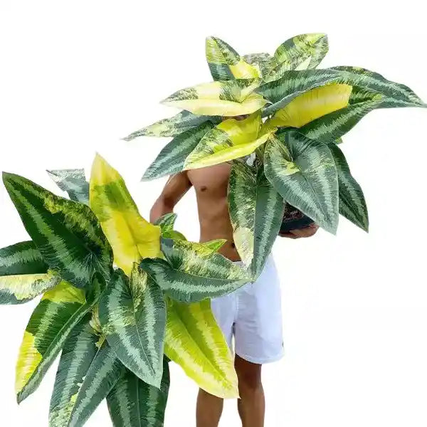 Variegated schismatoglottis wallichii (Keladi lintah variegata) - Super Rare