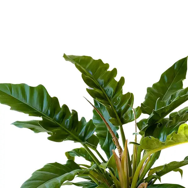 Philodendron Narrow Escape, Jungle Boogie