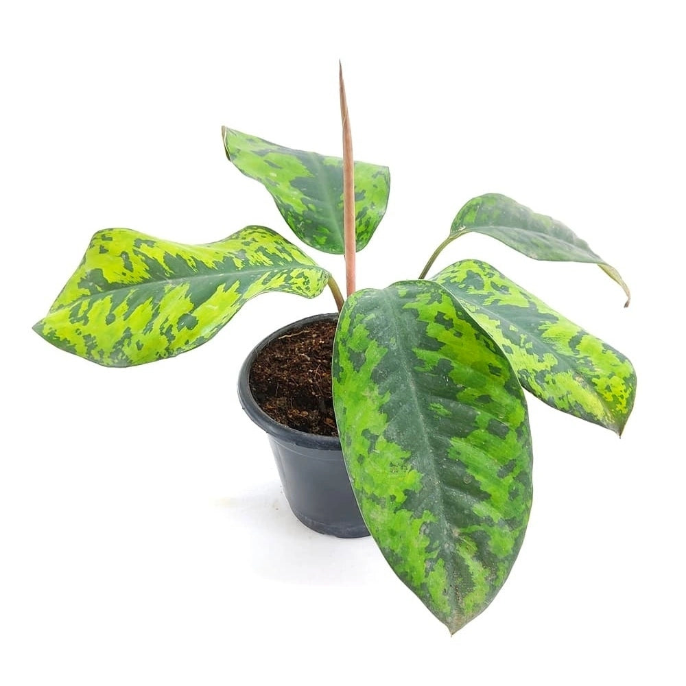 Homalomena Wallisii Camouflage Rare