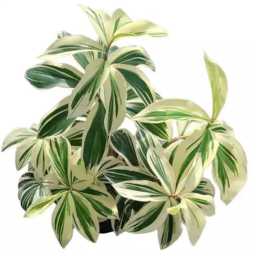 Costus Arabicas Variegata, Variegated Spiral Ginger | Albo