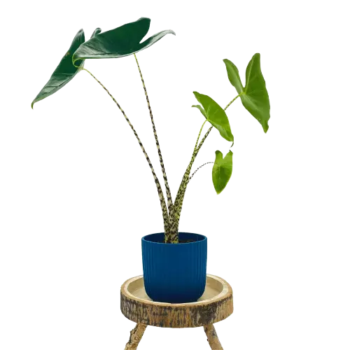 Alocasia Zebrina Elephant Ear