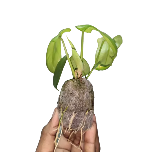 PHILODENDRON PEDATUM - Jiffy Bag